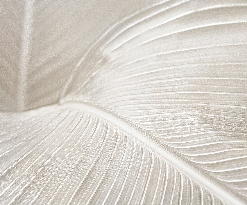 Close-up of textured white leaf surface.